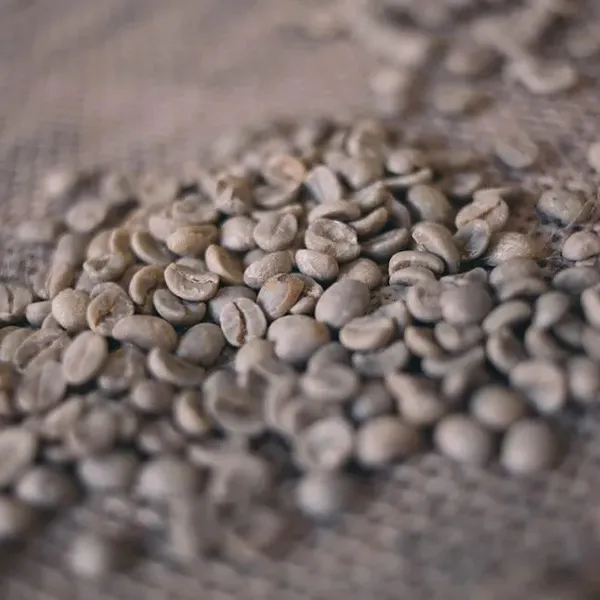 Granos de café verde sin tostar sobre una superficie de arpillera para un curso profesional de cata