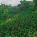 coffee plantation Colombia